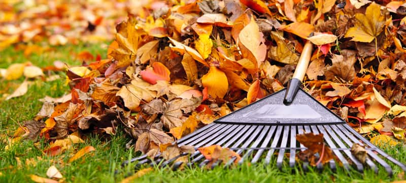 Spring Rake clearing leaves off a lawn